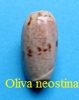 Oliva (Viduoliva) neostina, Duclos 1840